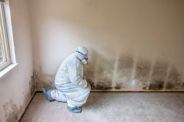 Trusted Bellevue, OH Mold Remediation Experts